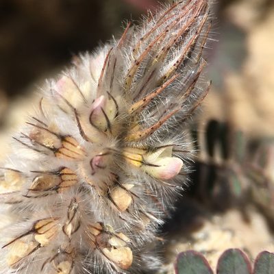 Dalea mollis, photographed by Matt Berger