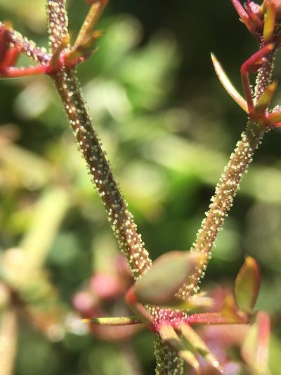 Zygophyllum pachyacanthum, photographed by Matt Berger