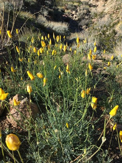 Eschscholzia papastillii, photographed by Matt Berger