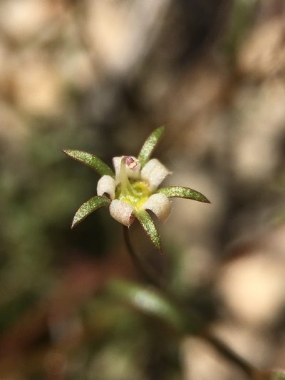 Nemacladus glanduliferus, photographed by Matt Berger