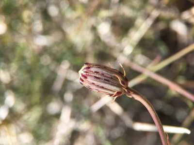 Adenophyllum porophylloides, photographed by Matt Berger