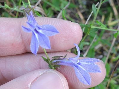 Lobelia reverchonii, photographed by Sam Kieschnick