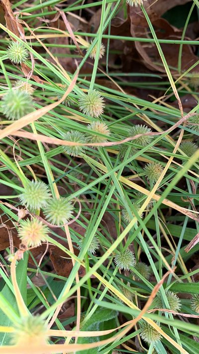 Cyperus brevifolioides, photographed by inbetweenbays