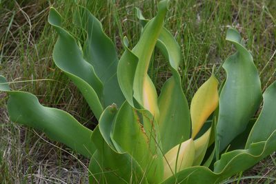 Brunsvigia litoralis, photographed by Andrew Gillespie