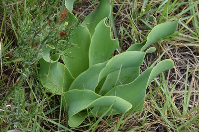 Brunsvigia litoralis, photographed by Andrew Gillespie