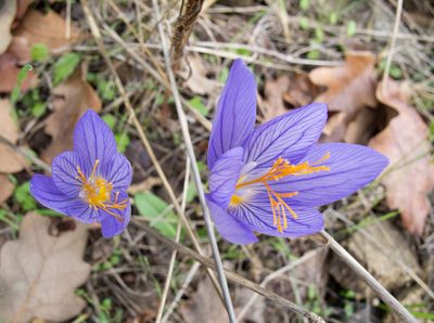 Crocus ibrahimii, photographed by katunchik