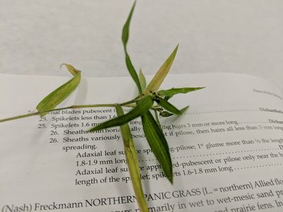 Dichanthelium implicatum, photographed by Evan Barker