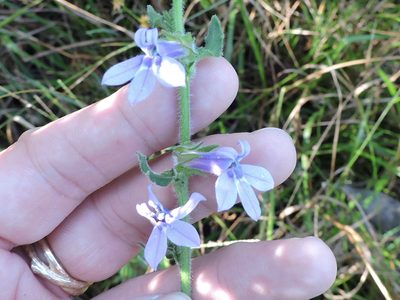 Lobelia reverchonii, photographed by Sam Kieschnick