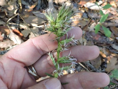 Liatris hesperelegans, photographed by Sam Kieschnick