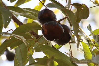 Pleiogynium timoriense, photographed by elawrey