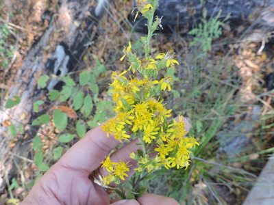 Solidago petiolaris, photographed by Sam Kieschnick
