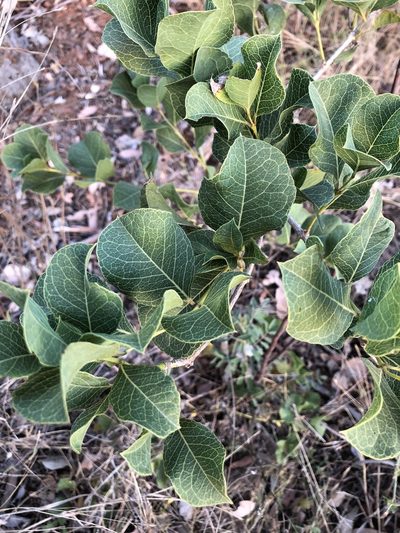 Coelospermum reticulatum, photographed by elawrey