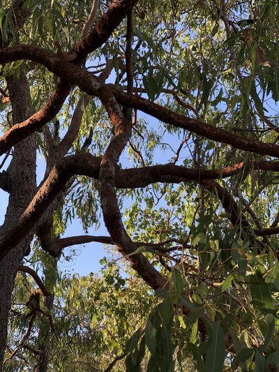 Corymbia erythrophloia, photographed by elawrey