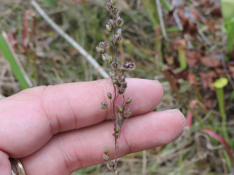 Anthenantia villosa, photographed by Sam Kieschnick