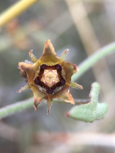 Pauciflora parvifolia, photographed by Matt Berger