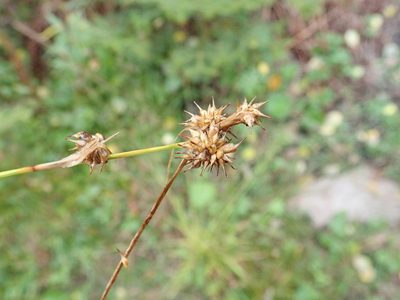 Carex cryptolepis, photographed by Rob Foster