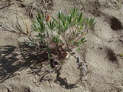 Lupinus kuschei, photographed by Syd Cannings
