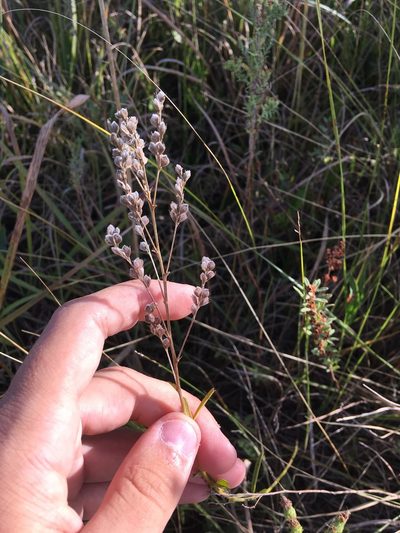 Lespedeza leptostachya, photographed by Rose Zappa