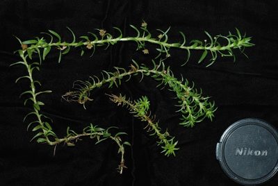 Paepalanthus fluviatilis, photographed by Douglas Goldman