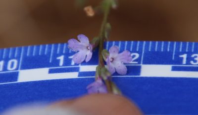Verbena menthifolia, photographed by Millie Basden