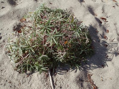 Lupinus kuschei, photographed by Syd Cannings