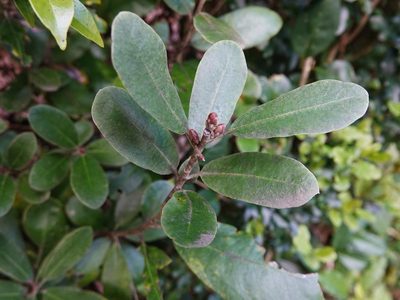 Pittosporum huttonianum, photographed by Jacqui Geux