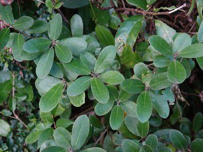 Pittosporum huttonianum, photographed by Jacqui Geux