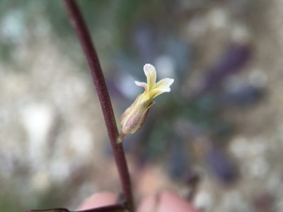 Streptanthus cooperi, photographed by Matt Berger