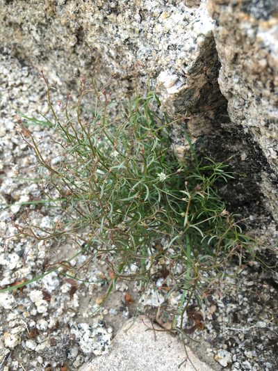 Nemacladus glanduliferus, photographed by Matt Berger