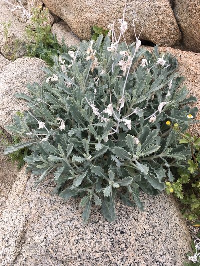 Mentzelia puberula, photographed by Matt Berger
