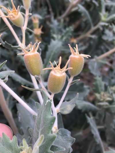 Mentzelia puberula, photographed by Matt Berger
