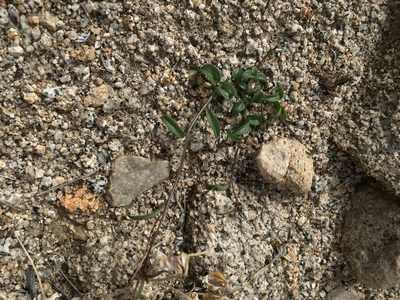 Neogaerrhinum filipes, photographed by Matt Berger
