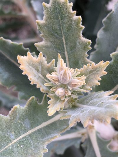 Mentzelia puberula, photographed by Matt Berger