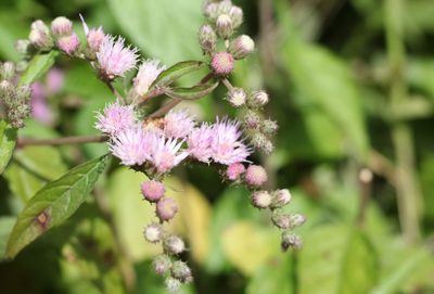 Cyrtocymura scorpioides, photographed by Romi Galeota Lencina