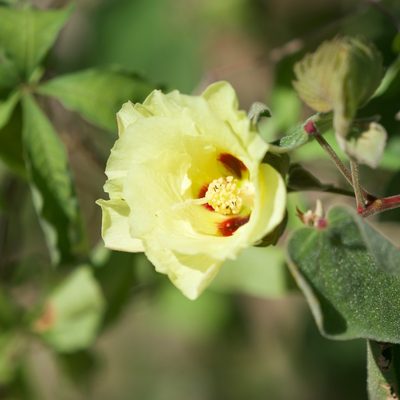 Gossypium klotzschianum, photographed by Bill Levine