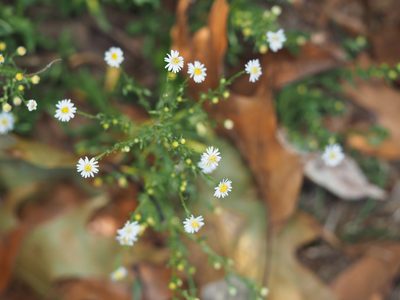 Symphyotrichum racemosum, photographed by mefisher