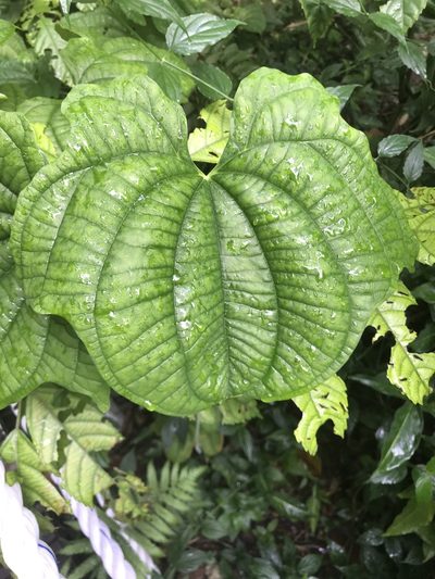 Dioscorea sansibarensis, photographed by Saumya Dadoo