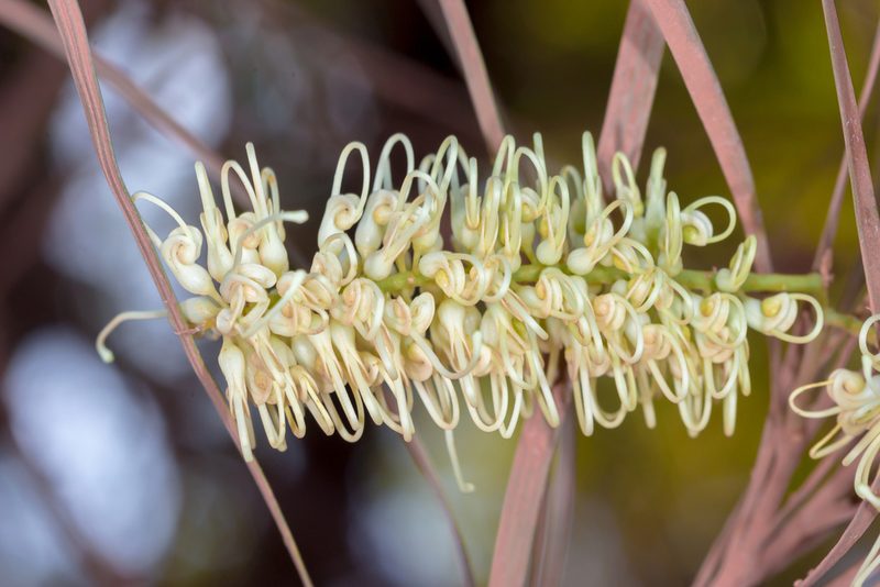 Grevillea parallela, photographed by Andrew Allen