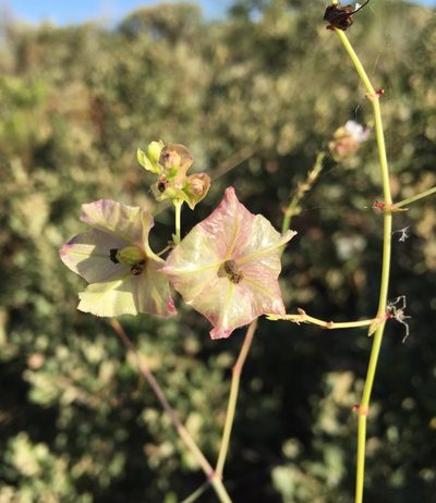 Mirabilis glabra, photographed by Bob Nieman
