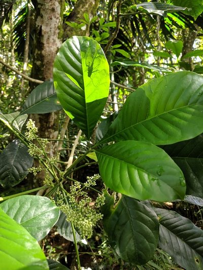 Melicope semecarpifolia, photographed by Cheng-Te Hsu