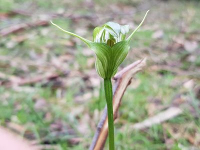 Pterostylis alpina, photographed by Lek Khauv