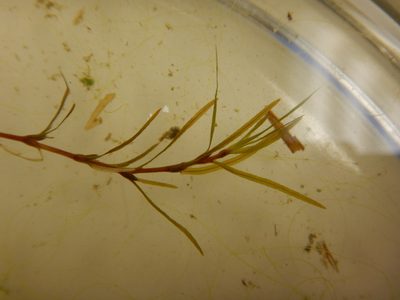 Najas guadalupensis, photographed by Ryan Watson