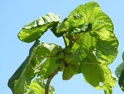 Jatropha peltata, photographed by Francisco Farriols Sarabia