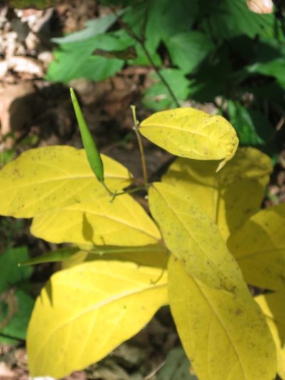 Vincetoxicum acuminatifolium, photographed by Repina Tatyana