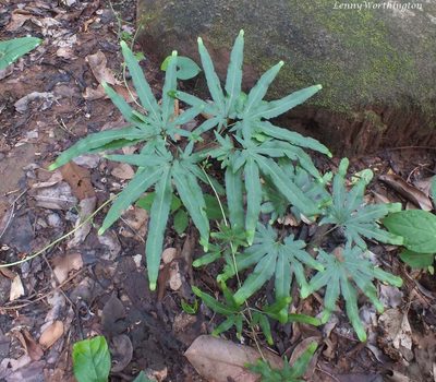 Lygodium flexuosum, photographed by Leonard Worthington