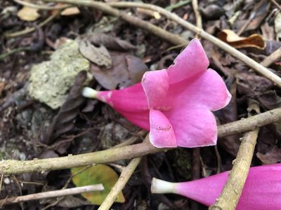 Tecomanthe dendrophila, photographed by 黃美滿