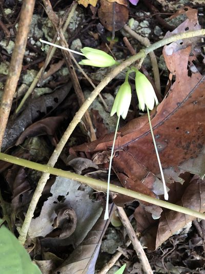 Tecomanthe dendrophila, photographed by 黃美滿