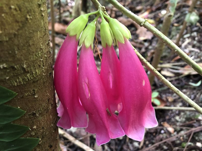 Tecomanthe dendrophila, photographed by 黃美滿