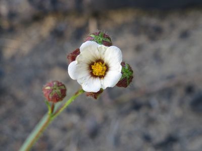 Sida linifolia, photographed by Diogo Luiz
