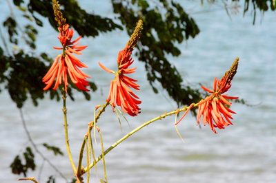 Erythrina speciosa, photographed by Douglas